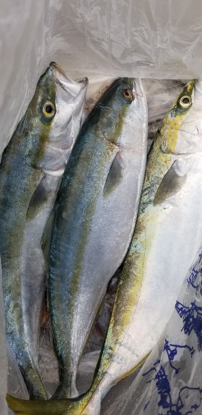 今日も絶好調 青物