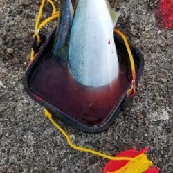 またまた青物　爆釣