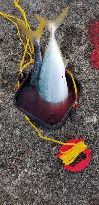 またまた青物　爆釣