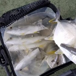 またまたメッキ狙い