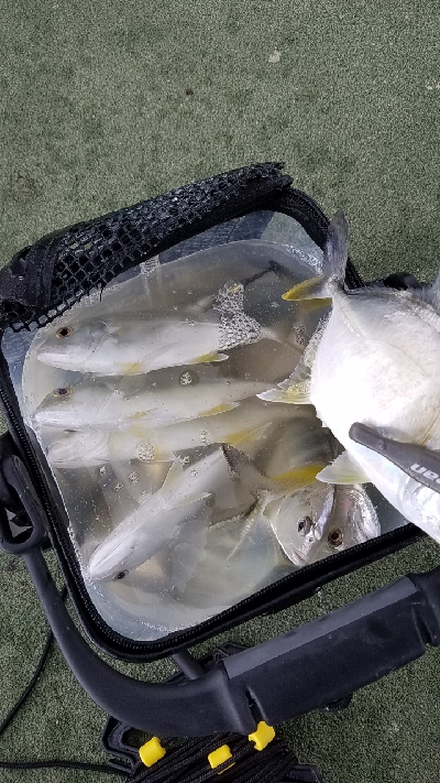 またまたメッキ狙い