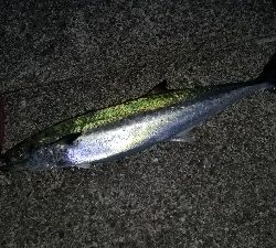 やっと来た青物