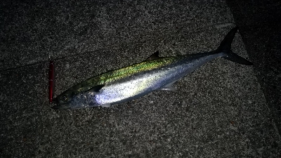 やっと来た青物