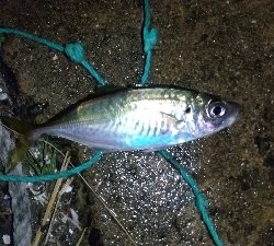 仕事帰りの部活動