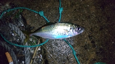 仕事帰りの部活動