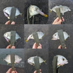 水面メッキポンポン?