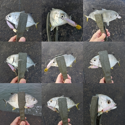 水面メッキポンポン?