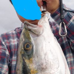 静かな海から鰤あらわる