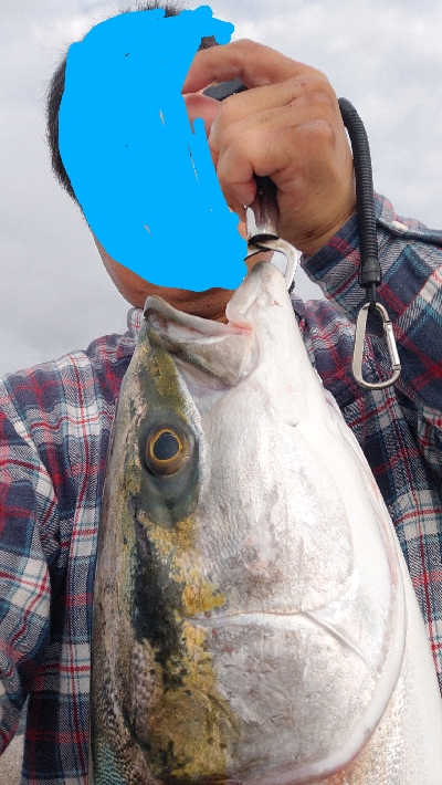 静かな海から鰤あらわる