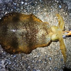 仕事終わりエギング