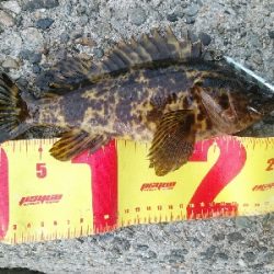 ついにツバスゲット。ついでにキスも