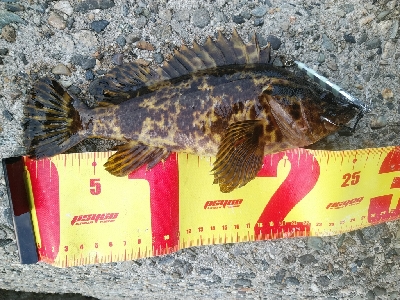 ついにツバスゲット。ついでにキスも