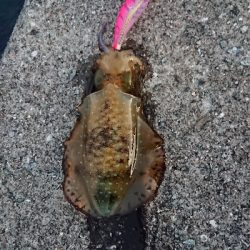 朝マズメのエギング