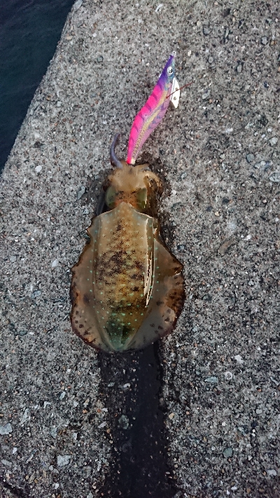 朝マズメのエギング