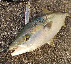 やっとハマチ～！