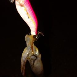 ヒイカのちメバル