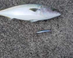 初めてのショア鰤