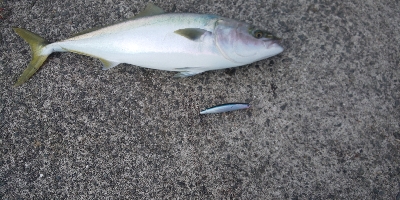 初めてのショア鰤