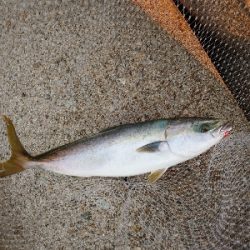 久しぶりのメジロ