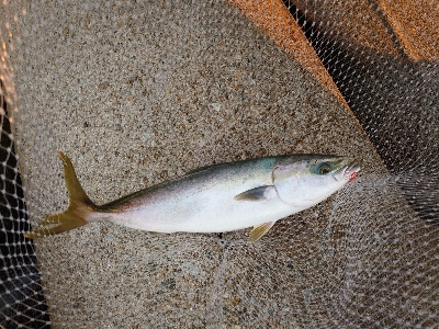 久しぶりのメジロ