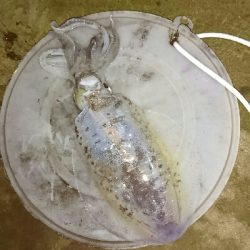 あっヤエンロッド&リール忘れた‼