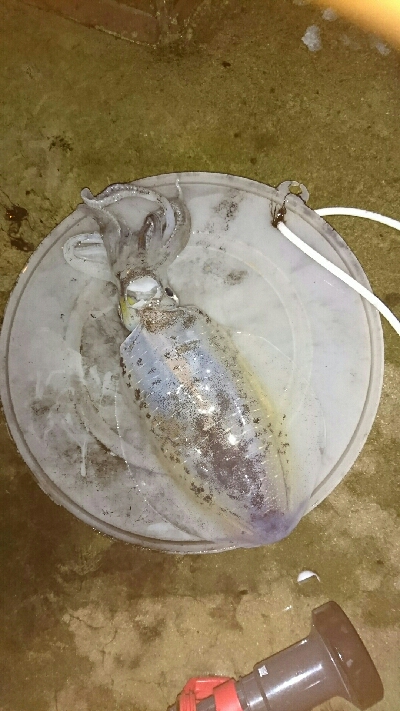 あっヤエンロッド＆リール忘れた‼