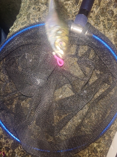 ライトゲーム楽しい