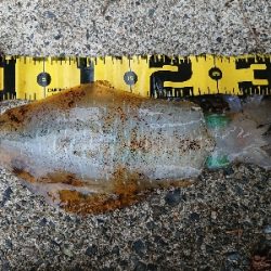 朝マズメ狙いエギング