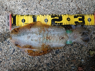 朝マズメ狙いエギング