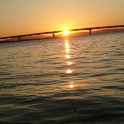 鰤に逢いたくてアジ、サバかよっ(T-T)