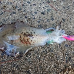 ２日連続朝マズメ狙い