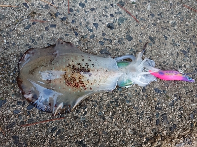 ２日連続朝マズメ狙い