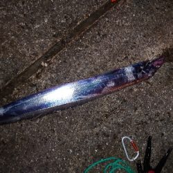 サバなんとか太刀魚