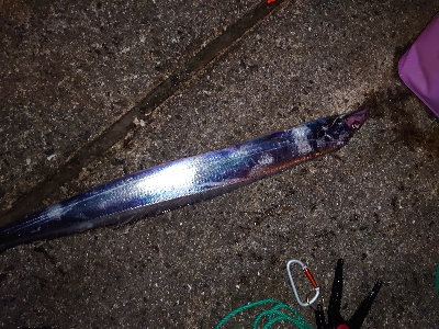 サバなんとか太刀魚