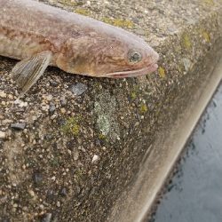 久しぶりのショアジギング