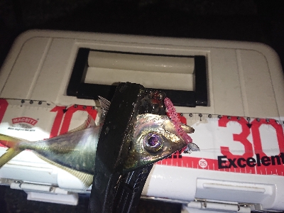 ジグ単アジング