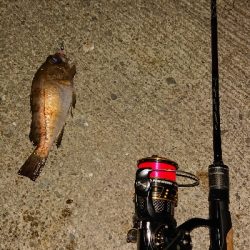 久しぶりにライトゲーム。