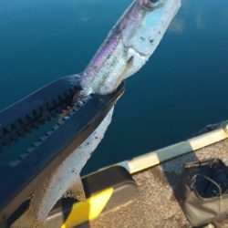 ジグ単アジング