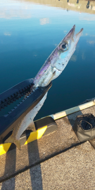 ジグ単アジング