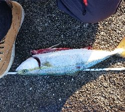 100均も釣れる(笑)