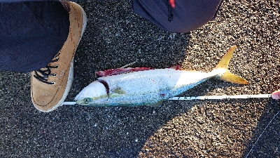 100均も釣れる(笑)