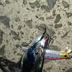 久しぶりのタチウオ