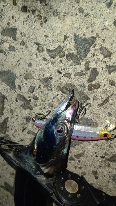 久しぶりのタチウオ