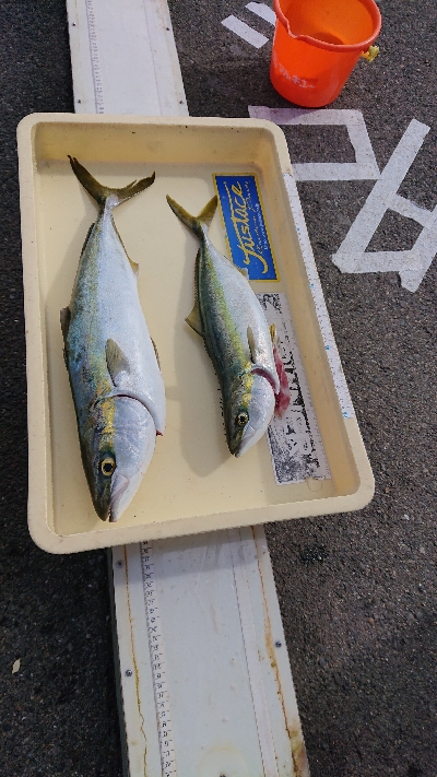 ファミリーフィッシング