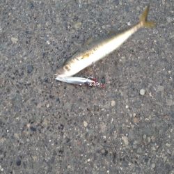 サバでボウズ回避