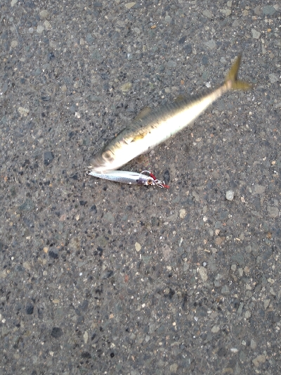 サバでボウズ回避