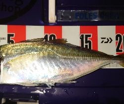 めっちゃサイズいい