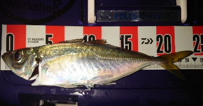 めっちゃサイズいい