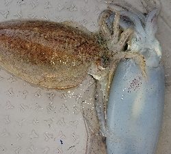 ボートエギング！