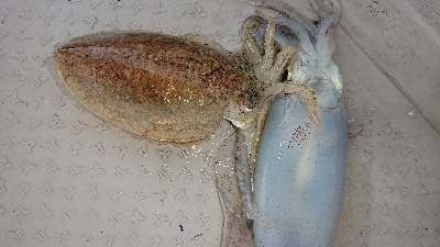 ボートエギング！